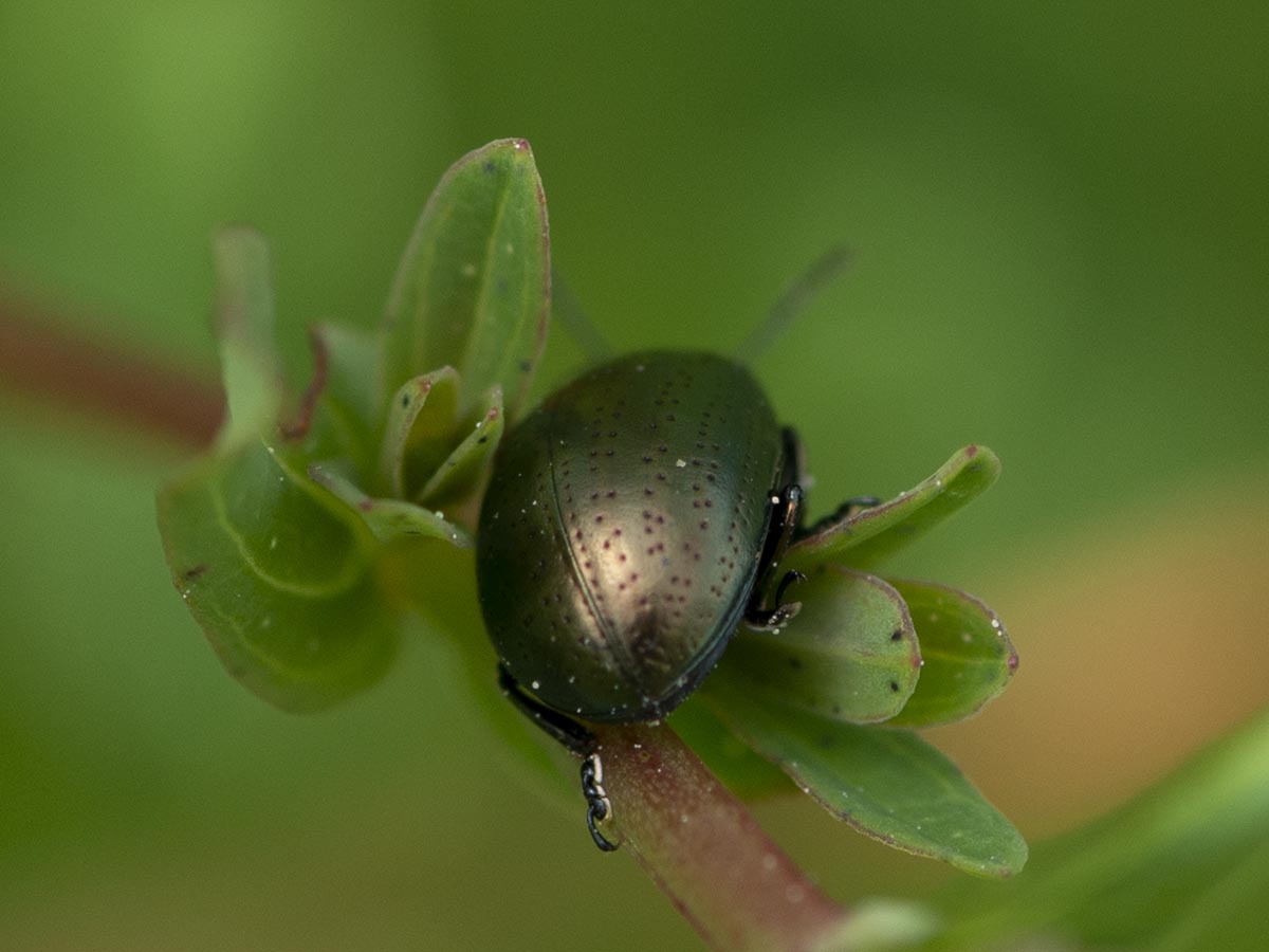 Chrysolina